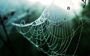Nice-spider-net-hd-desktop-wallpaper