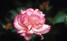 rosa-auscrim_1767294c