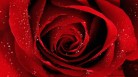 rose-day-2013-wallpaper-for-valentinesday (1)