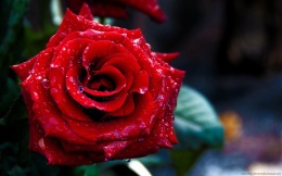 rose-day-2013-wallpaper-for-valentinesday (11)