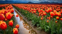 Tulip-Flowers-Nature-Wallpaper